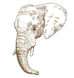 Engraving elephant Royalty Free Vector Image - VectorStock