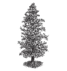 Cypress Tree Vector Images (over 3,200)