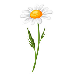 Realistic chamomile beautiful Royalty Free Vector Image