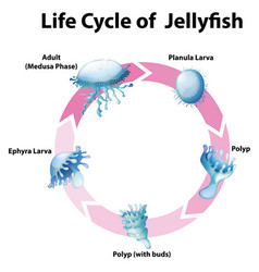 Diagram Showing Life Cycle Jellyfish Royalty Free Vector