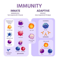 Anatomical barriers innate immune system Vector Image