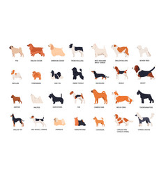 Dog collection Royalty Free Vector Image - VectorStock