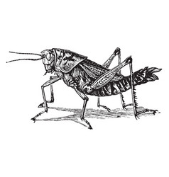 Grasshopper Vector Images (over 3,800)