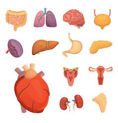 Cartoon human organs set anatomy of body Vector Image