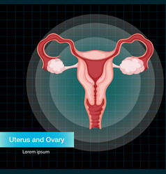 Human internal organ with uterus Royalty Free Vector Image