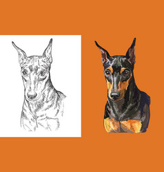 Miniature pinscher dog pet mascot breed character Vector Image