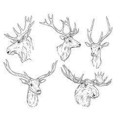 Deer head on white hand drawn vintage Royalty Free Vector