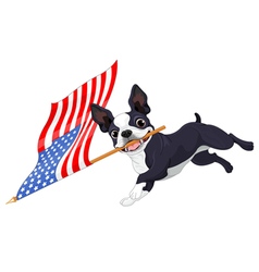 Boston terrier running flag vector