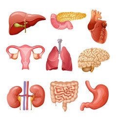 Human internal organs cartoon characters funny Vector Image