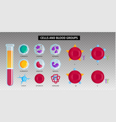 Blood cells set Royalty Free Vector Image - VectorStock