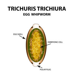 Trichuris trichiura structure of an adult egg Vector Image