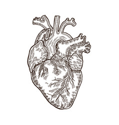 Heart Hand Draw Vintage Vector Images Over 11 000