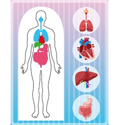 Chart showing organs of human body Royalty Free Vector Image