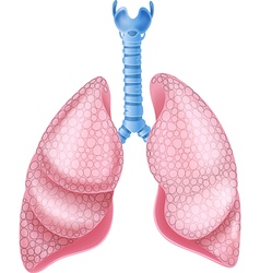 Human lung cartoon Royalty Free Vector Image - VectorStock