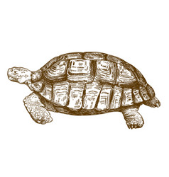 Engraving turtle retro Royalty Free Vector Image