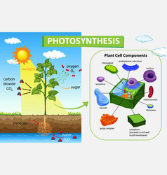 Diagram showing process photosynthesis in plant Vector Image