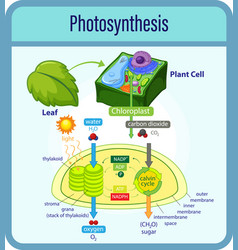 Diagram showing process photosynthesis Royalty Free Vector