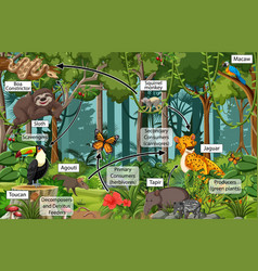 Diagram showing food web in rainforest Royalty Free Vector