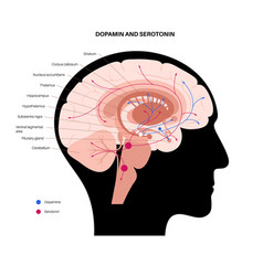 Serotonin and dopamine pathway Royalty Free Vector Image