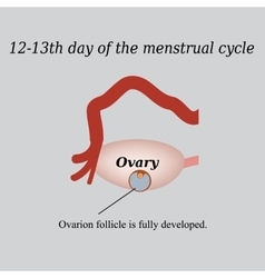 12-13 days of o the menstrual cycle - a fully Vector Image