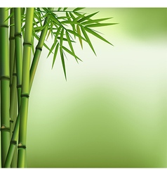 Green bamboo grove isolated on white Royalty Free Vector