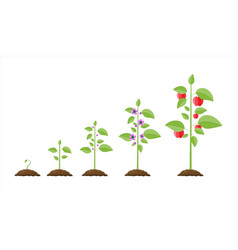 Growth of plant from sprout to fruit Royalty Free Vector