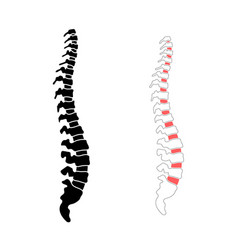 Human spine Royalty Free Vector Image - VectorStock