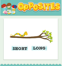 Opposite adjectives short and long Royalty Free Vector Image