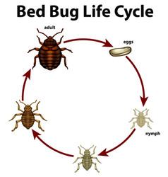 Bed bug life cycle - cimex lectularius Royalty Free Vector