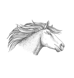 Horse royalty free vector image vectorstock