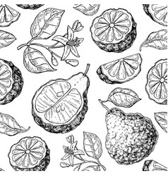 Bergamot seamless pattern drawing Royalty Free Vector Image