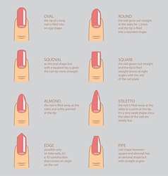 Set of different shapes of nails on white nail Vector Image