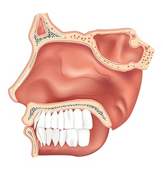 Cavity Vector Images (over 12,000)