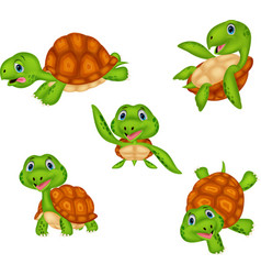 Cute baby turtle posing isolated Royalty Free Vector Image