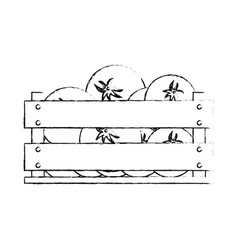 Tomatos In Wood Box Vector Tomatos In Wood Box Vector