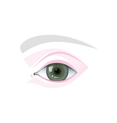 Eye eyelids and brow schematic template Royalty Free Vector