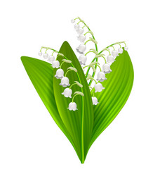 Realistic detailed 3d lilly of the valley Vector Image