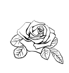 Rose sketch Royalty Free Vector Image - VectorStock