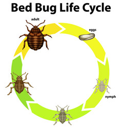 Diagram showing life cycle bed bug Royalty Free Vector Image