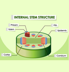 Diagram showing stem structure Royalty Free Vector Image