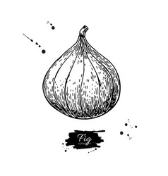 Fig drawing hand drawn isolated fruit Royalty Free Vector