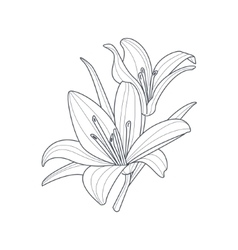 Tiger Lily Flower Drawing Vector Images Over 100 Tiger lily flower outline vector. tiger lily flower drawing vector images