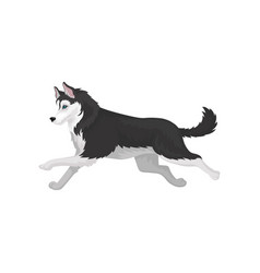 Siberian husky set white and black purebred dog Vector Image