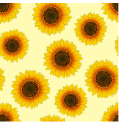 Orange yellow sunflower seamless on white Vector Image