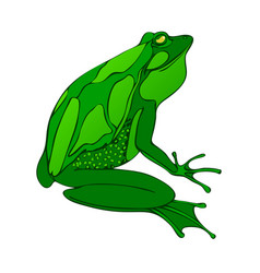 Frog Royalty Free Vector Image - VectorStock