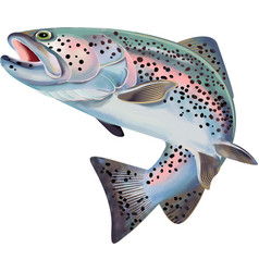 Trout Vector Images (over 9,100)