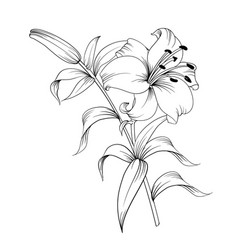 White lily Royalty Free Vector Image - VectorStock