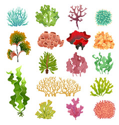 Seaweeds underwater ocean plants sea coral Vector Image