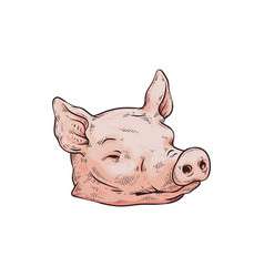 Sketch pig Hand drawn Royalty Free Vector Image