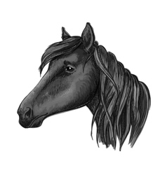 Rearing black horse sketch for equine sport design